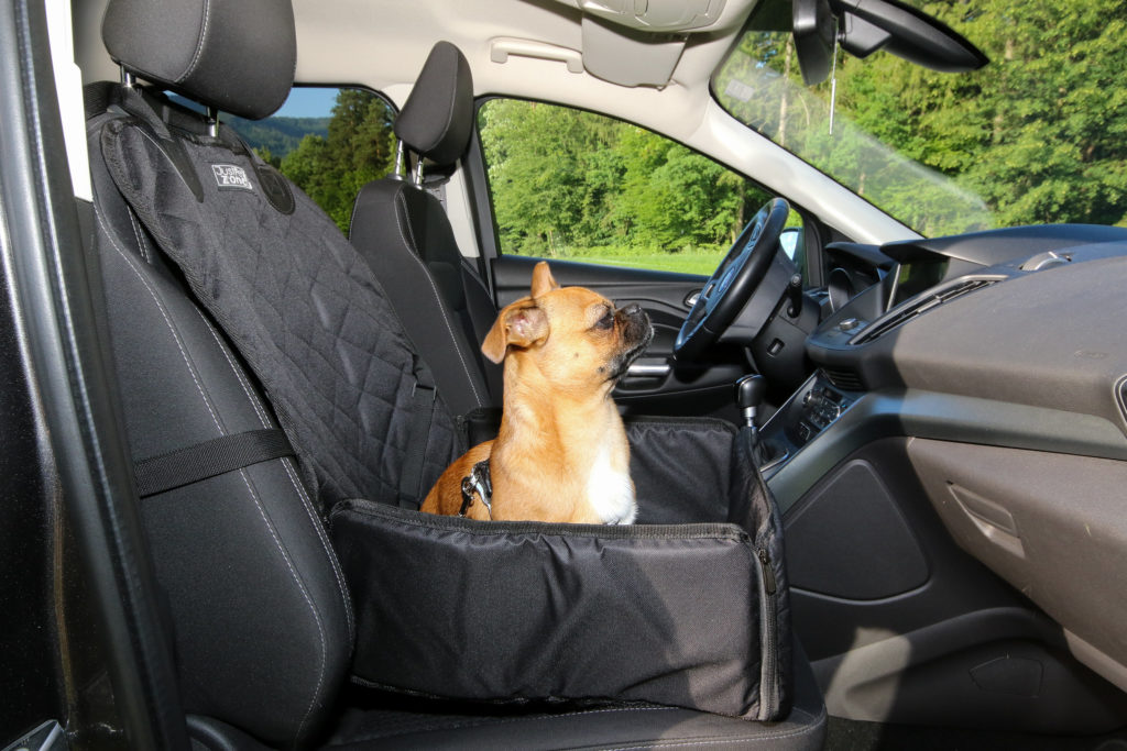 interior do carro com cachorro sentado no banco