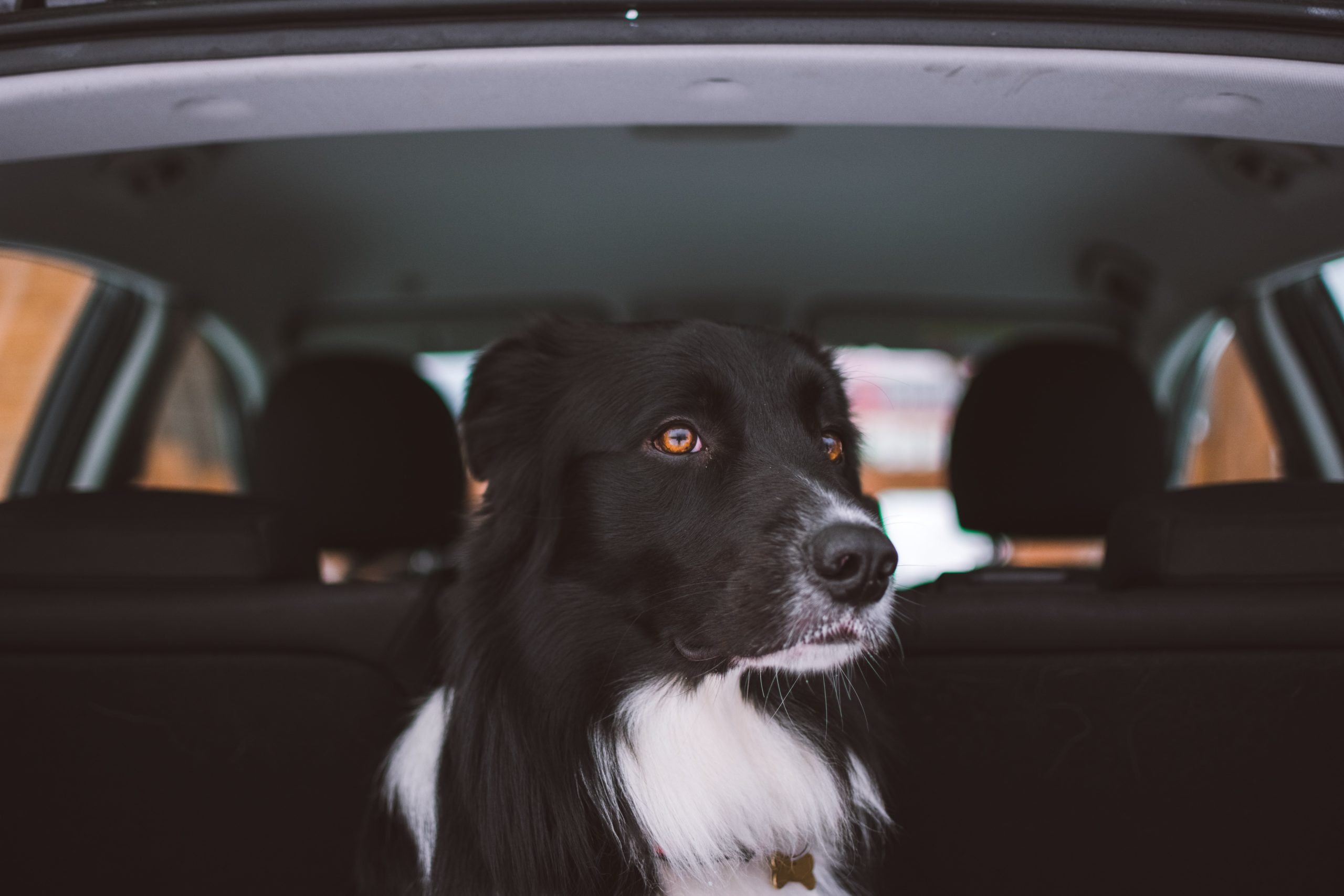 Cachorro preto no porta malas de um carro em uma corrida da Uber e da 99