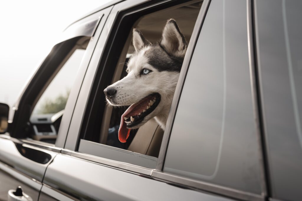 Cachorro husky na janela do banco de trás de um carro.