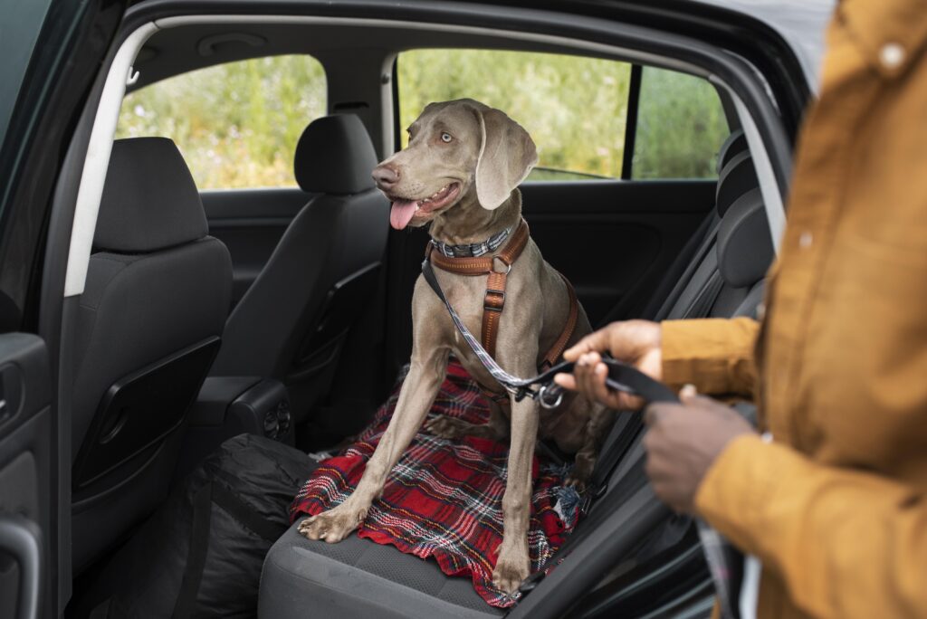 Cachorro marrom de porte grande no banco traseiro de um carro. Ele está em cima de uma toalha e está com cinto de segurança para pet.