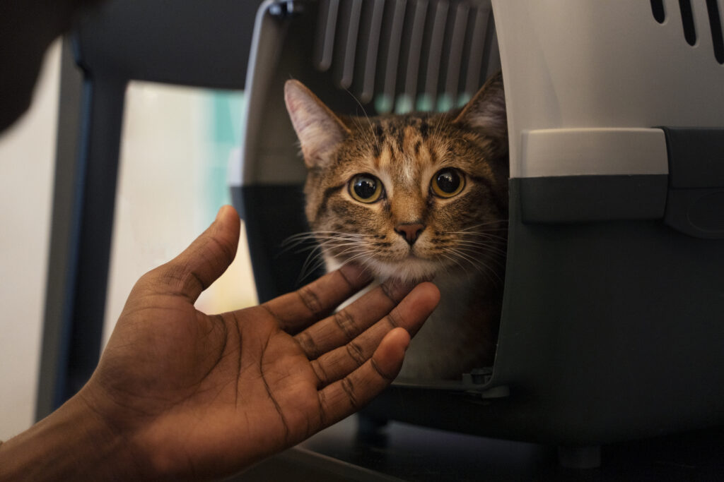 A imagem mostra a mão de uma pessoa acariciando um gato dentro de uma caixa de transporte.